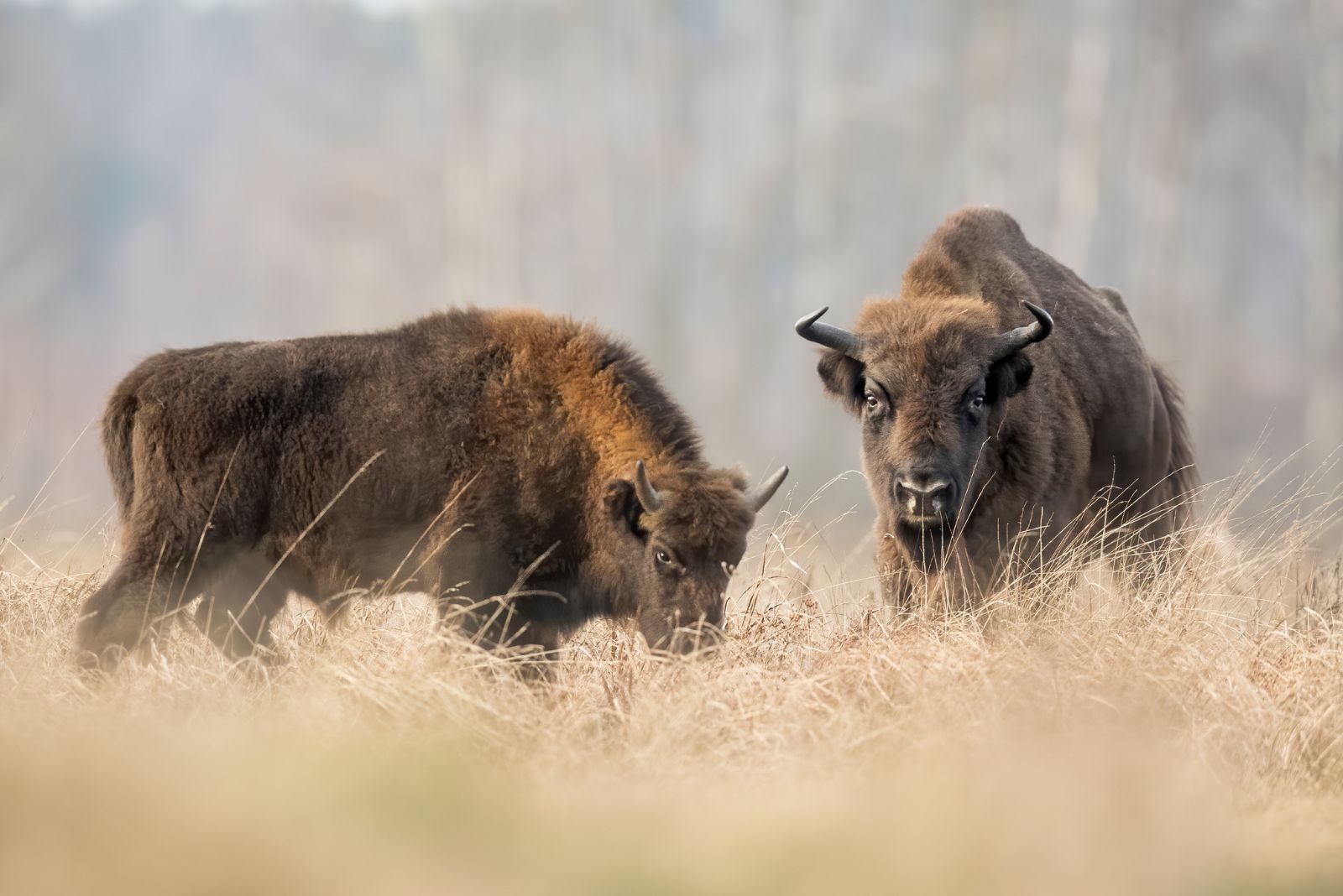 Bisons