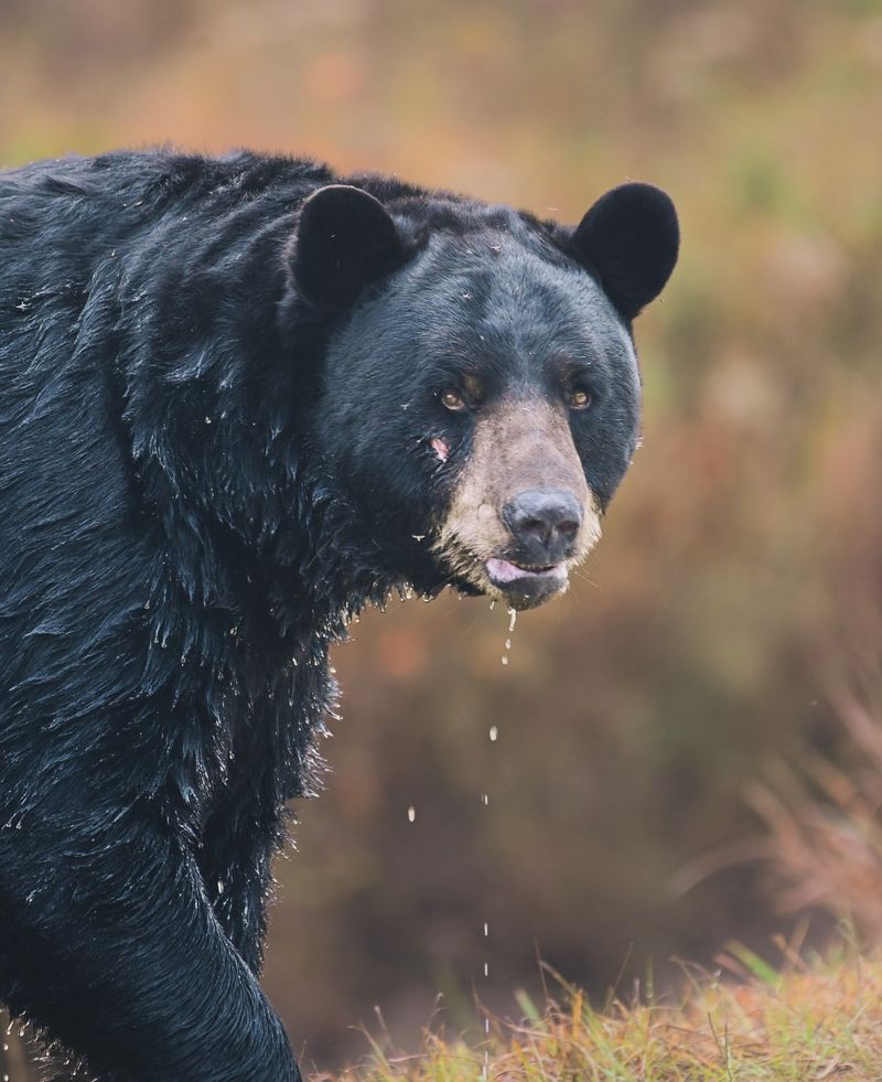 Black Bear