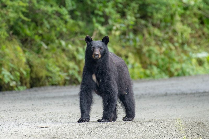 Black Bear Sightings