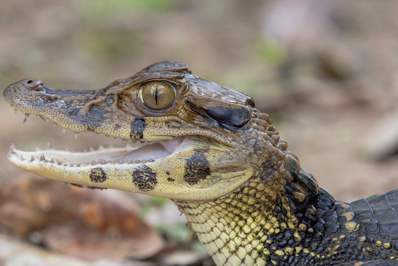 Black Caiman