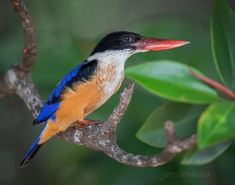 Black-Capped Kingfisher