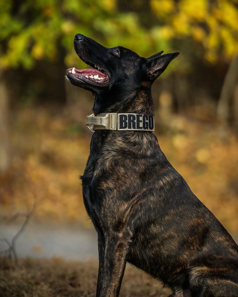 Black Collar