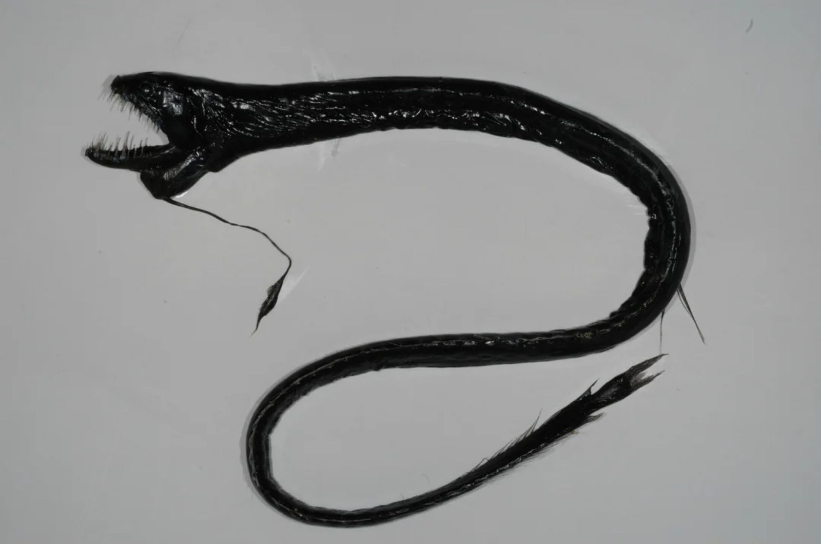 Black Dragonfish