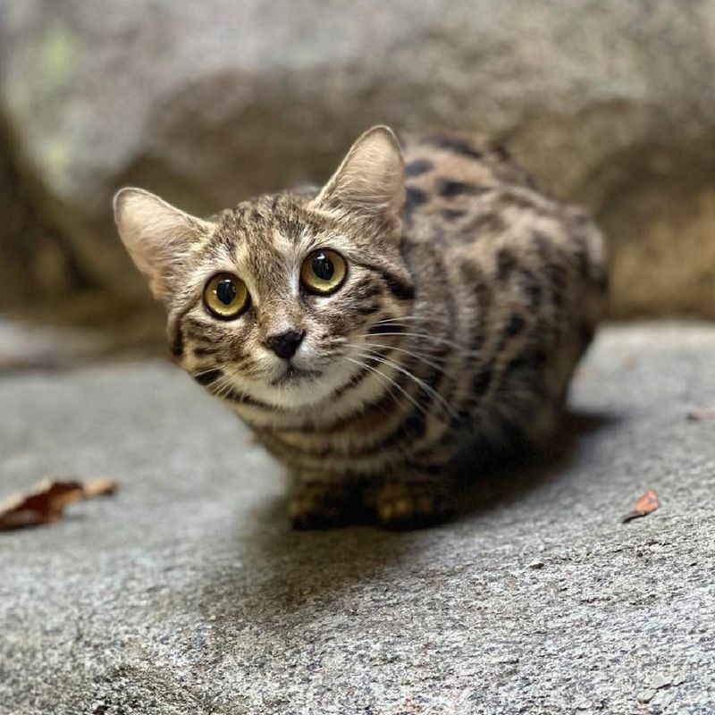 Black-Footed Cat (Felis nigripes)