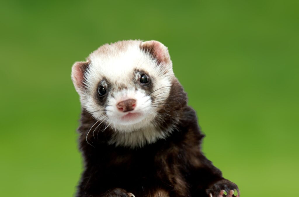 Black-Footed Ferret