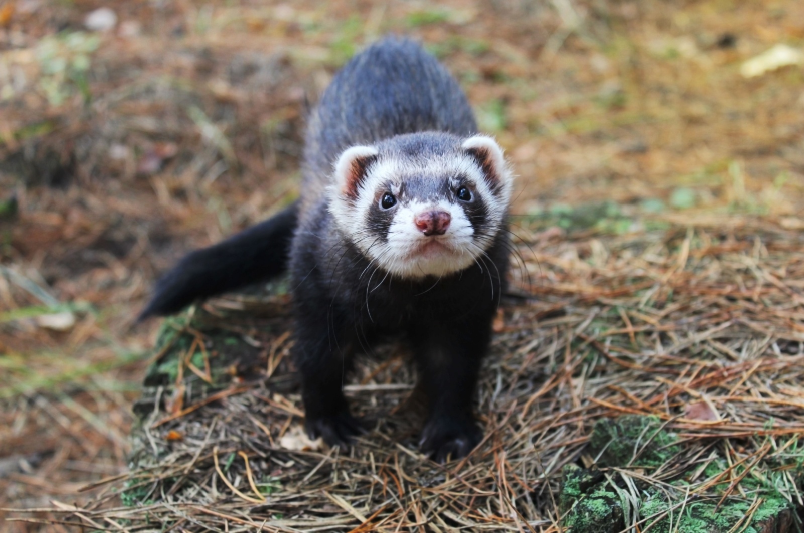 Black-Footed Ferrets