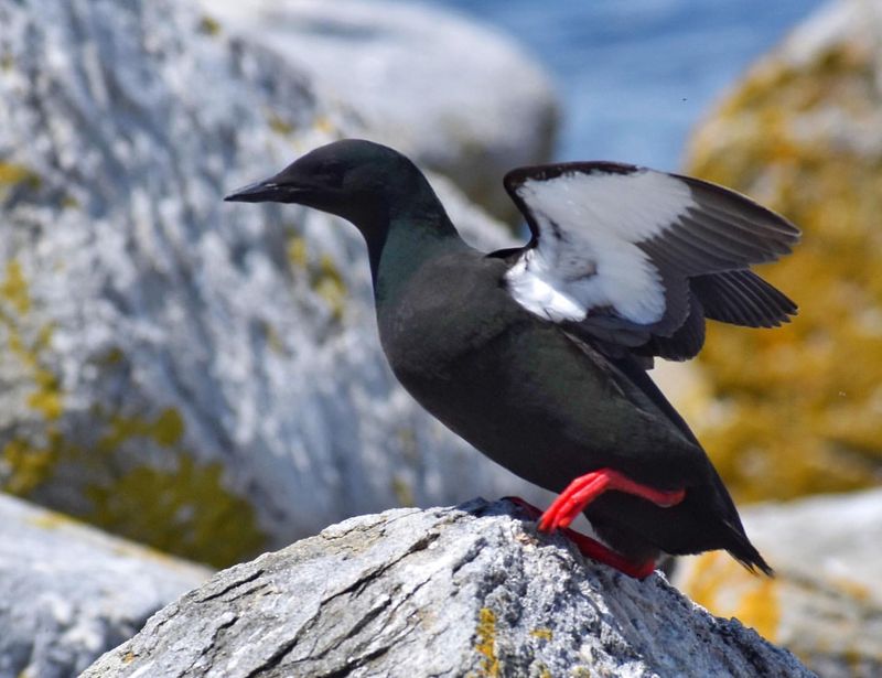 Black Guillemot