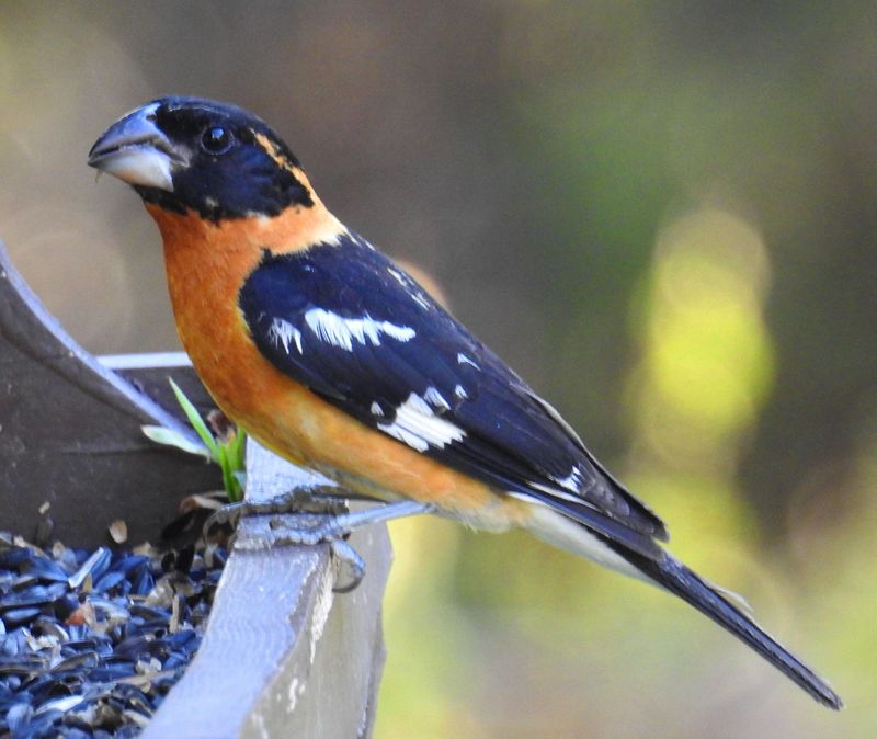 Black-Headed Grosbeak