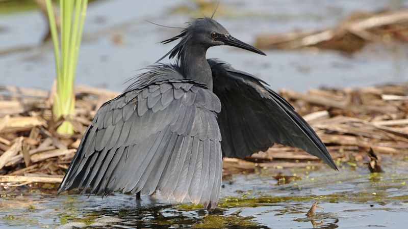 Black Heron