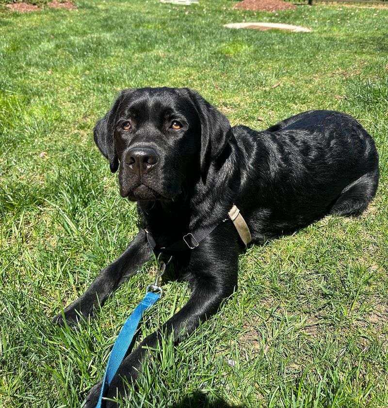 Black Labrador Retriever