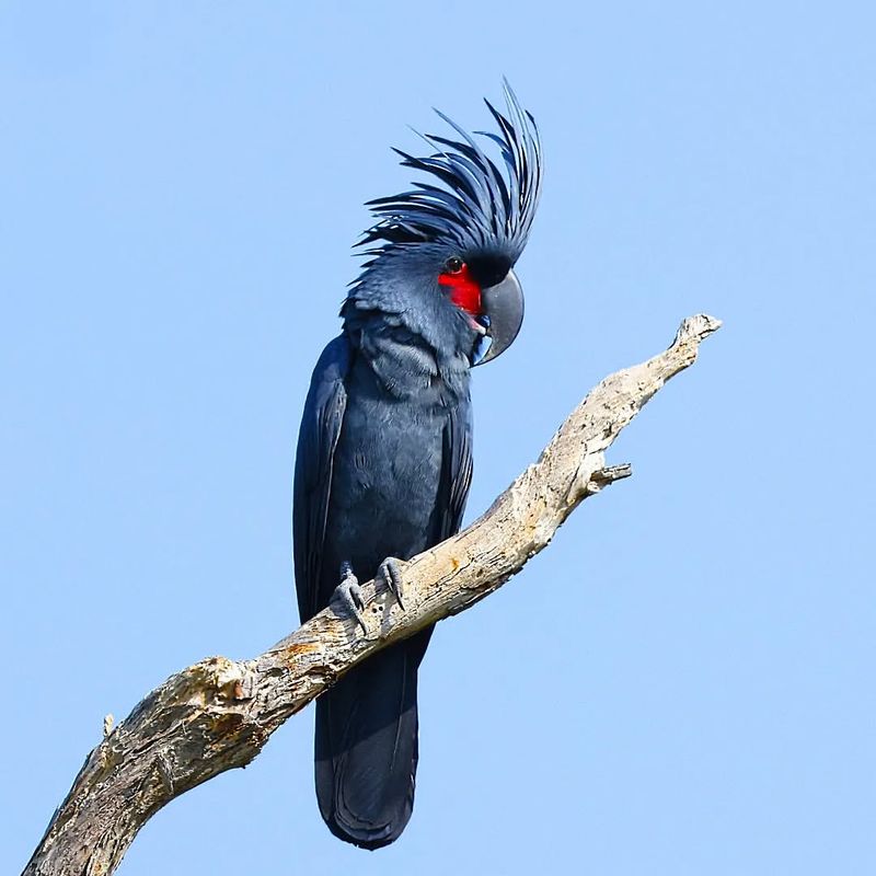 Black Palm Cockatoo