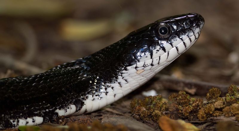 Black Rat Snake