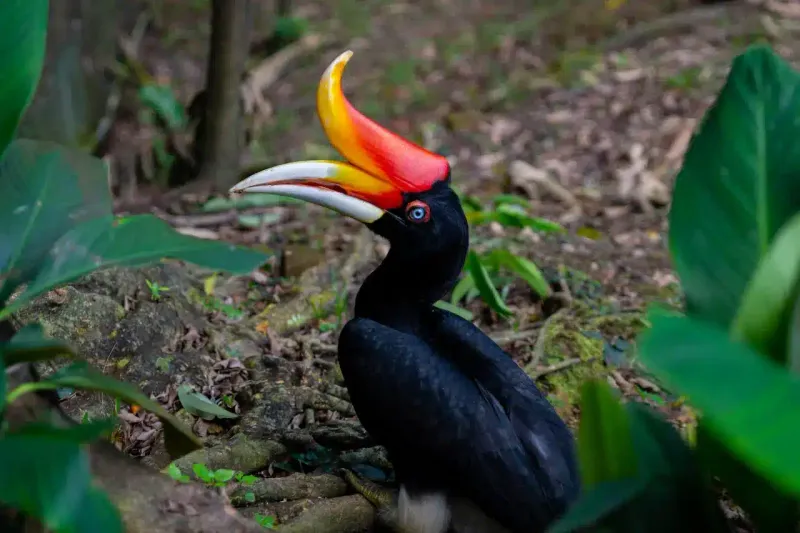 Black Rhinoceros Hornbill