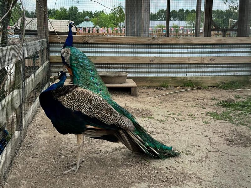 Black-Shouldered Peafowl