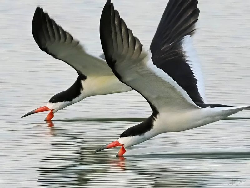 Black Skimmer