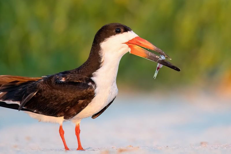 Black Skimmer