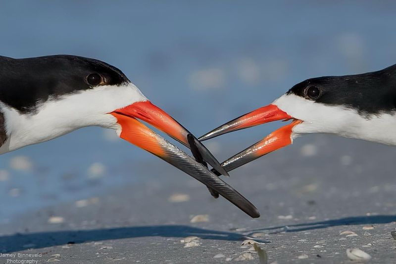 Black Skimmer