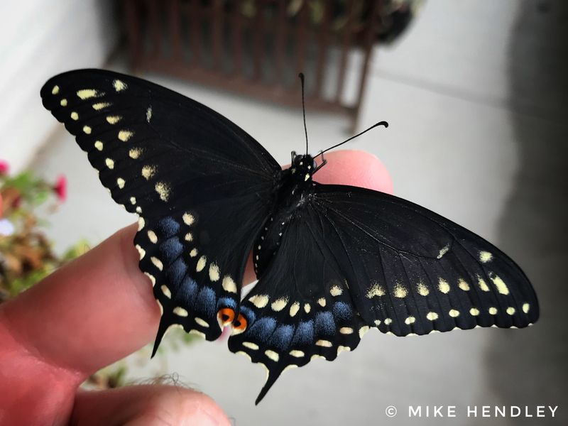 Black Swallowtail