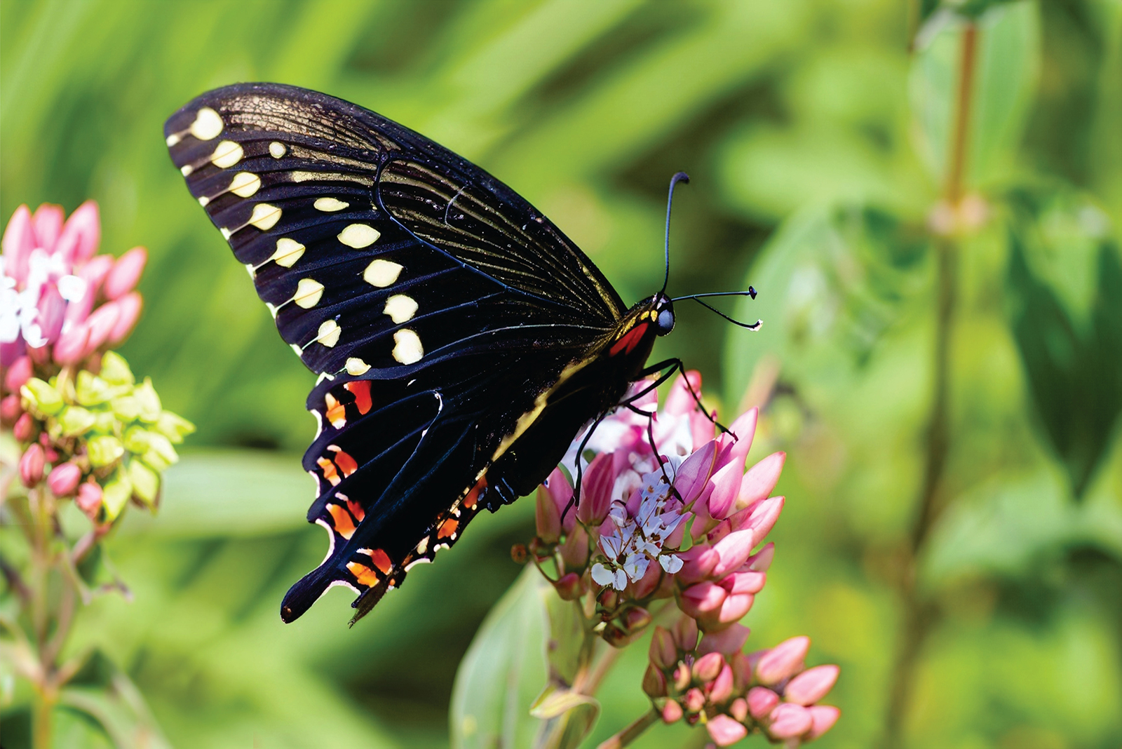 Black Swallowtail