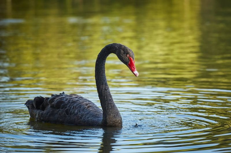 Black Swan