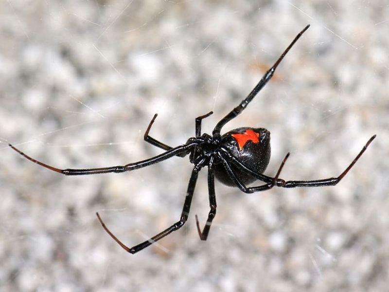 Black Widow Spider