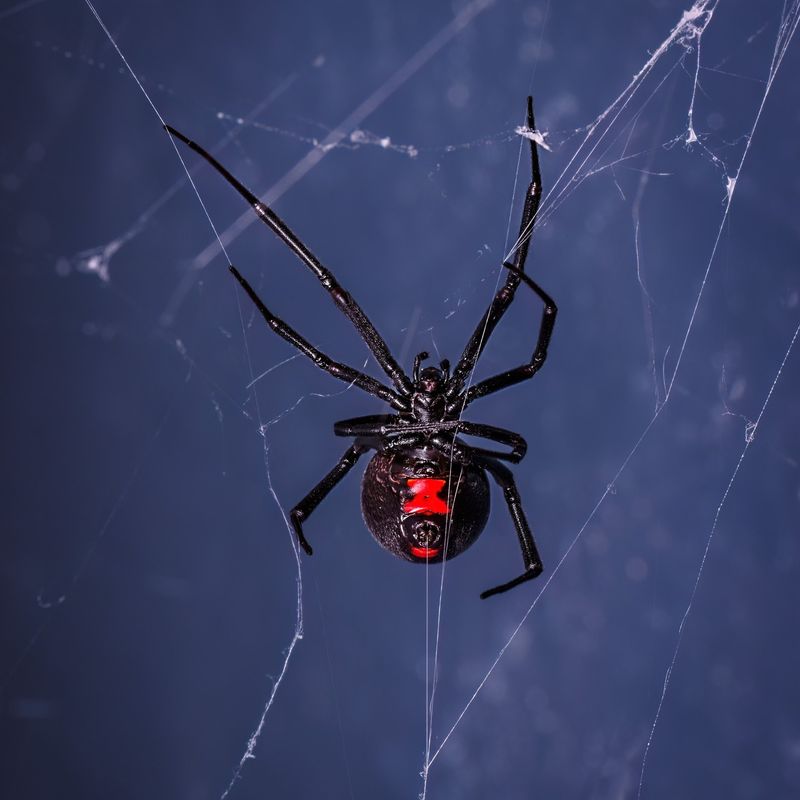 Black Widow Spider