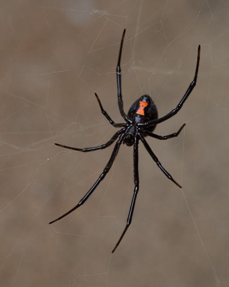 Black Widow Spider