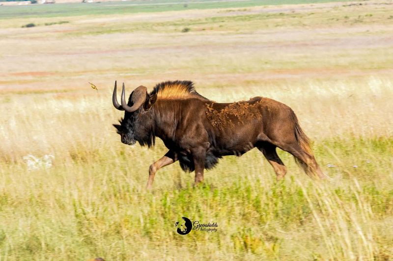 Black Wildebeest