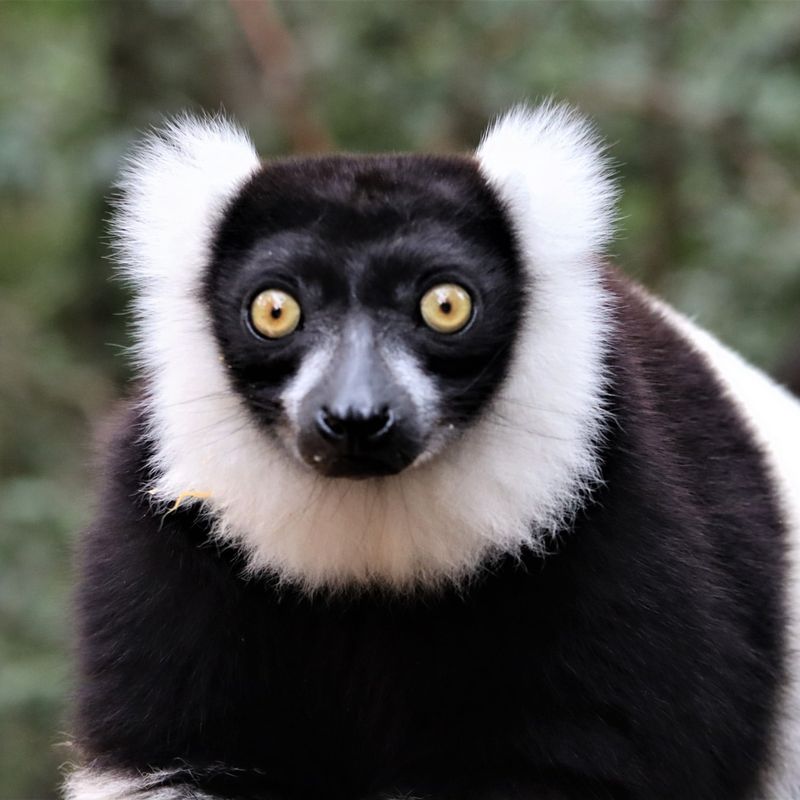 Black-and-White Ruffed Lemur