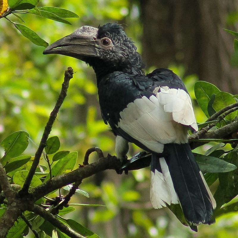 Black-and-white Casqued Hornbill