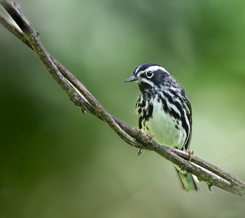 Black-and-white Warbler