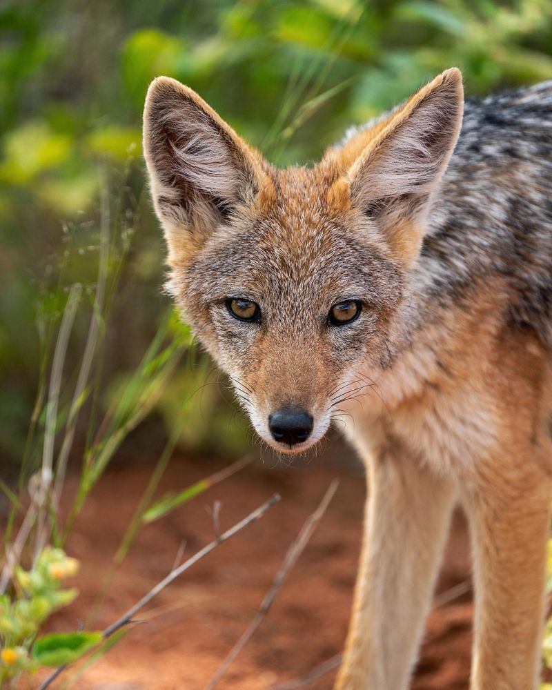 Black-backed Jackal