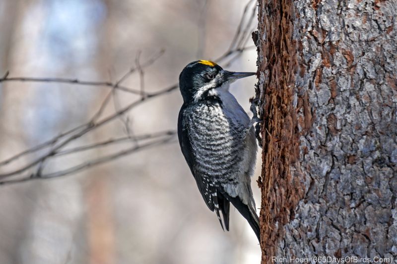 Black-backed Woodpecker