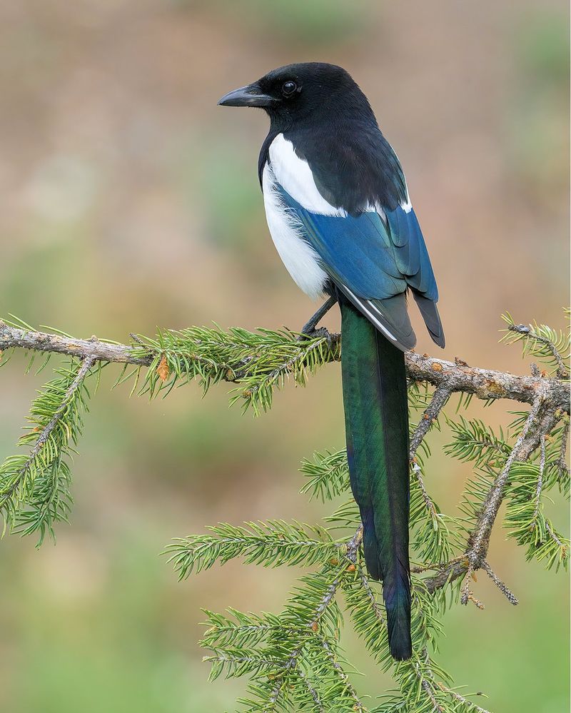 Black-billed Magpie