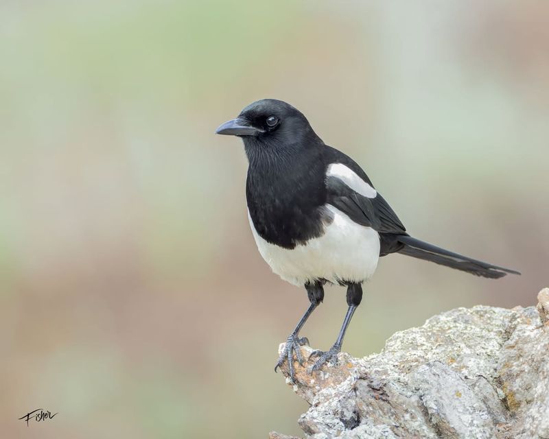 Black-billed Magpie