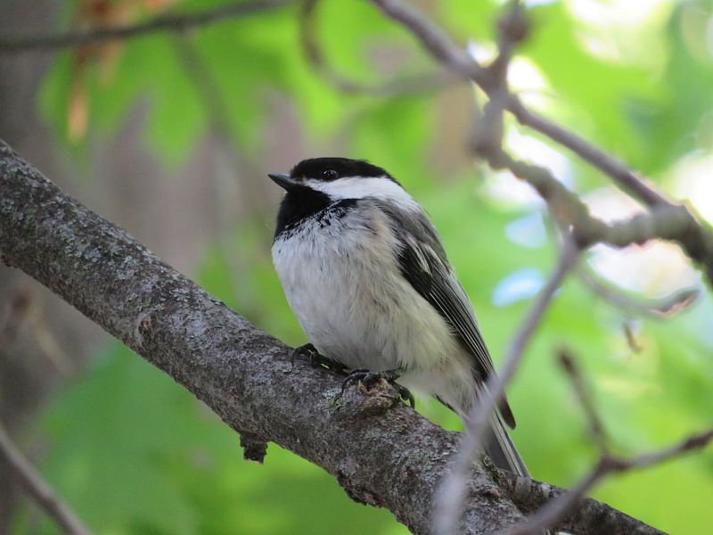 Black-capped Chickadee