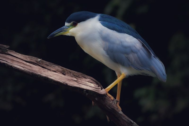 Black-crowned Night Heron