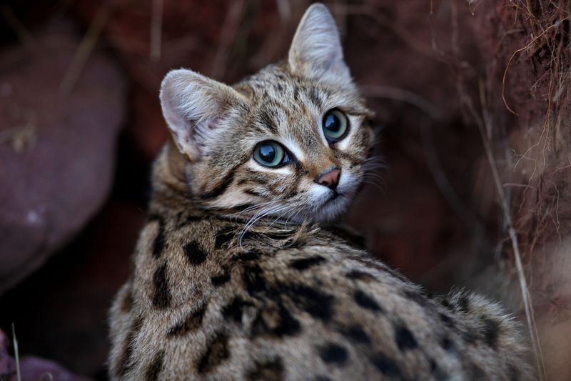 Black-footed Cat