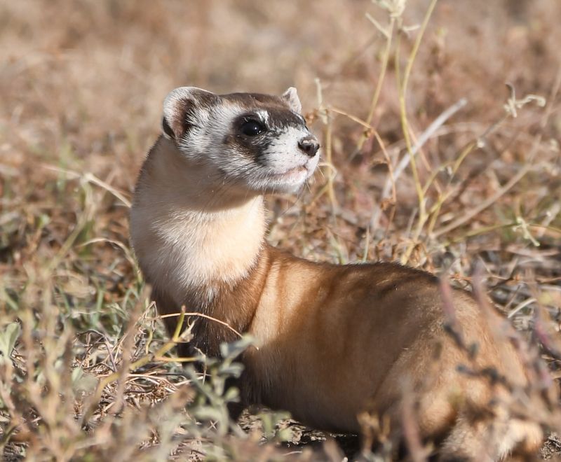 Black-footed Ferret