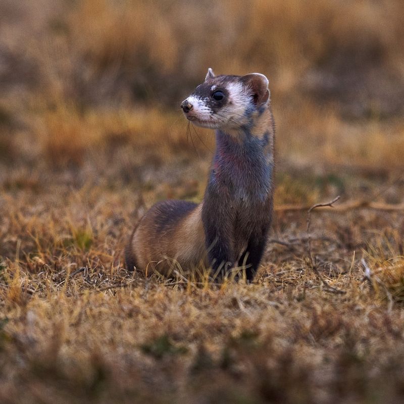 Black-footed Ferret