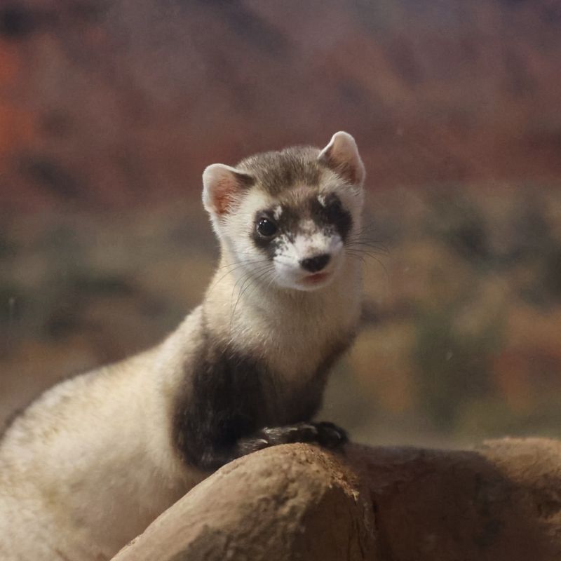 Black-footed Ferret