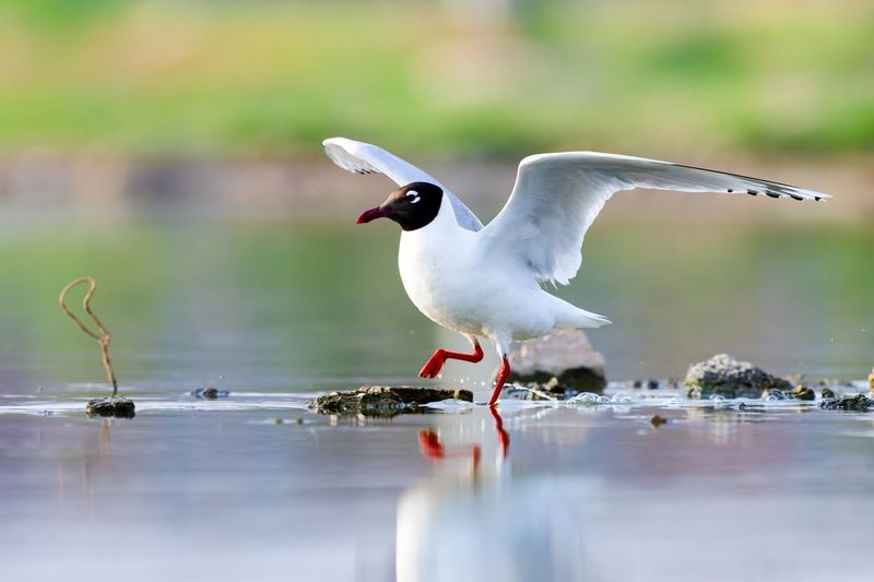 Black-headed Gull