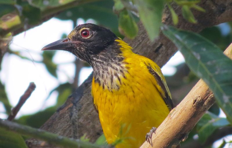 Black-hooded Oriole