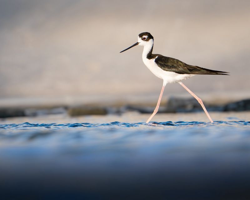 Black-necked Stilt