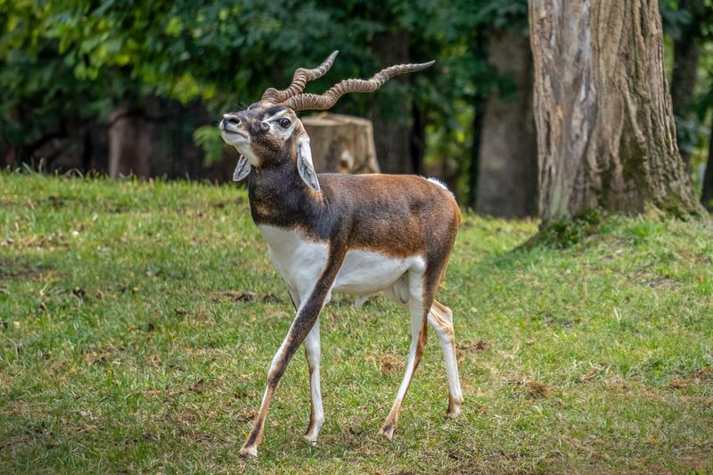 Blackbuck Antelope