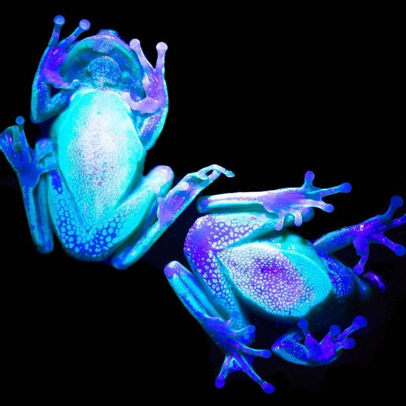 Blacklight Frog