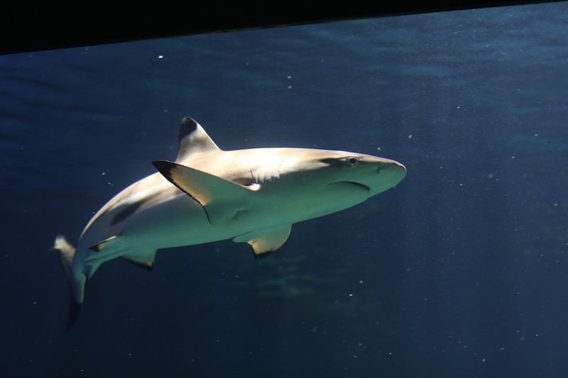 Blacktip Reef Shark