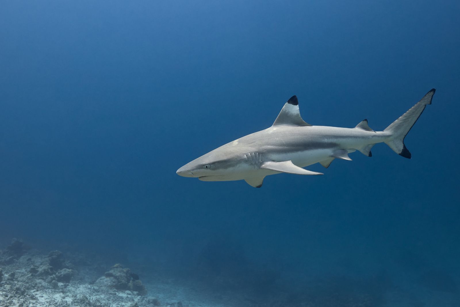 Blacktip Shark