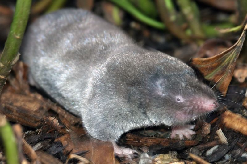 Blarina Shrew