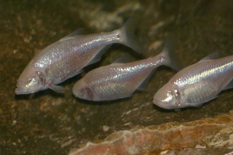 Blind Cave Fish (Astyanax mexicanus)